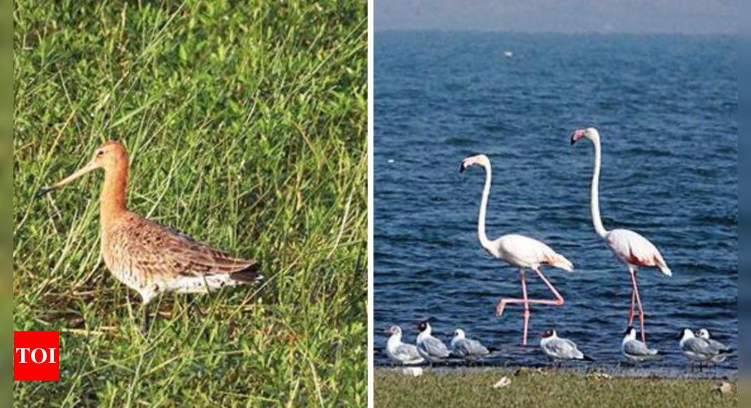 Maharashtra 112 Waterbird Species Recorded In Six State Wetlands As