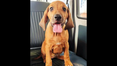 Karnataka: Pet lover adds a Rhodesian Ridgeback dog to family