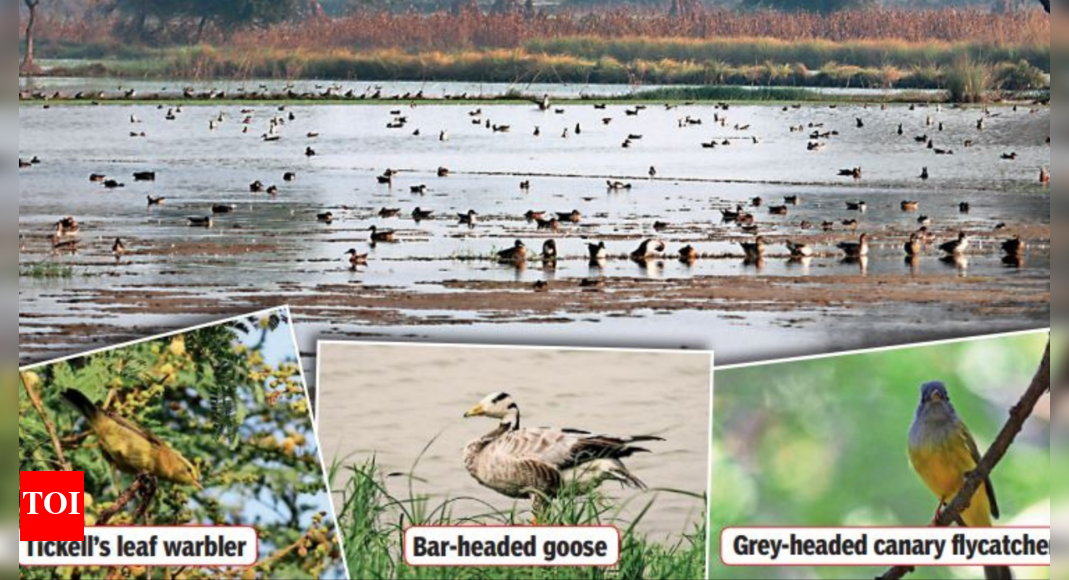 Winged Winter Visitors Are Here 90 Species Spotted Gurgaon News