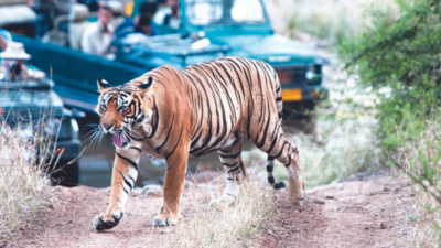 Rajasthan: Ranthambore tiger may reach Kuno National Park where cheetahs were introduced by PM Narendra Modi