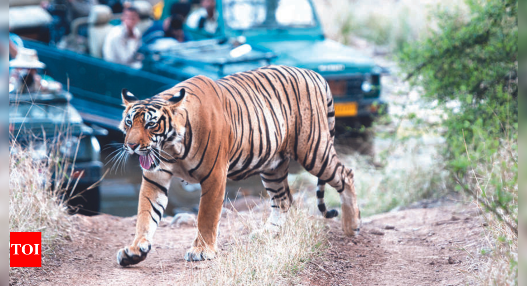 Rajasthan: Ranthambore Tiger May Reach Kuno National Park Where ...