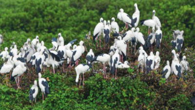 Vedanthangal: 5,000 migratory birds arrive in Tamil Nadu