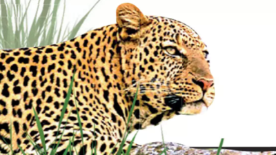Leopard, cub seen in Alibaug RCF unit