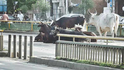 Govt, AMC inform HC about plans to curb stray cattle nuisance