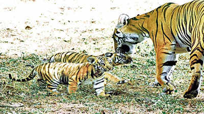Telangana: Tigress & three cubs from Maharashtra reserve on the prowl in Adilabad