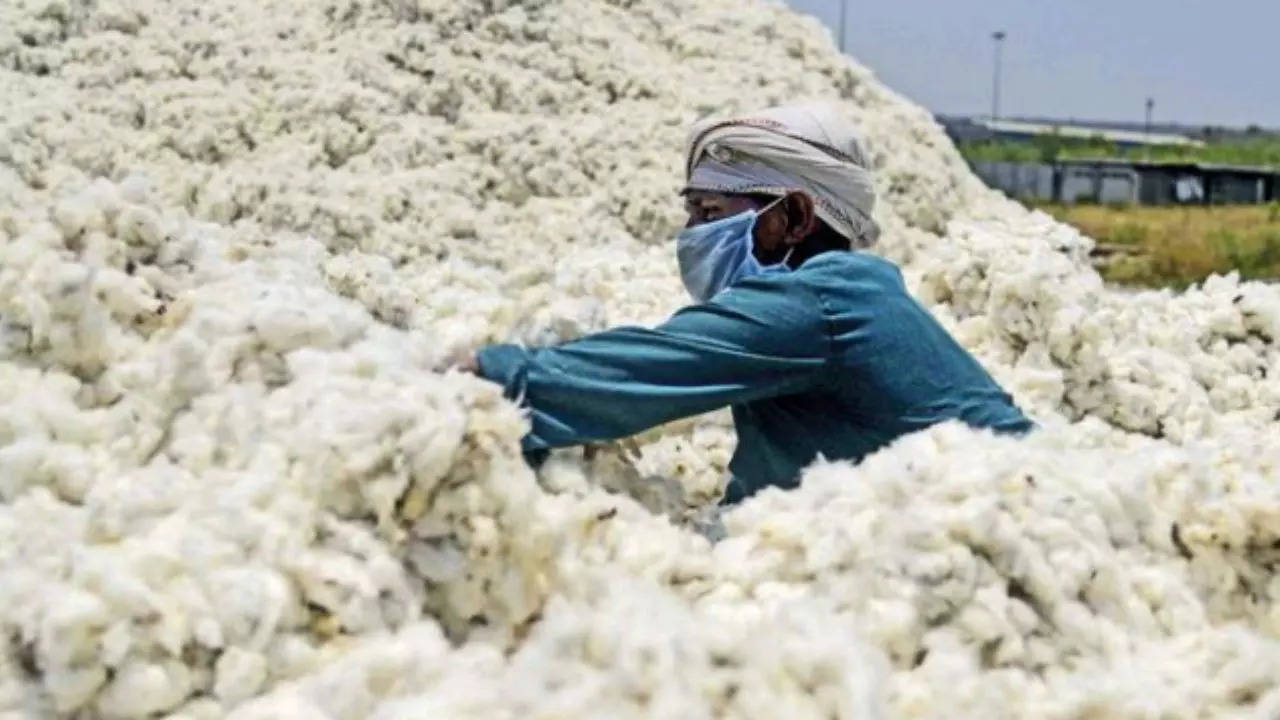 India cotton output seen rising 12% on bigger crop area, says