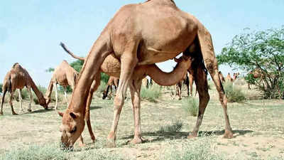 Rajasthan approves Rs 2.60 crore scheme to save camels