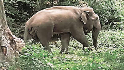 Assam: Jumbo kills woman, son in Goalpara dist
