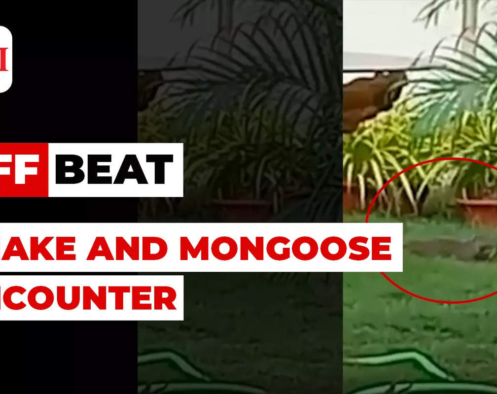 
IFS officer Susanta Nanda shares video of cobra and mongoose battling it out at his Odisha quarter
