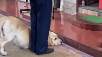 Watch: Viral video of dog bowing down to Lord Ganesha is winning hearts