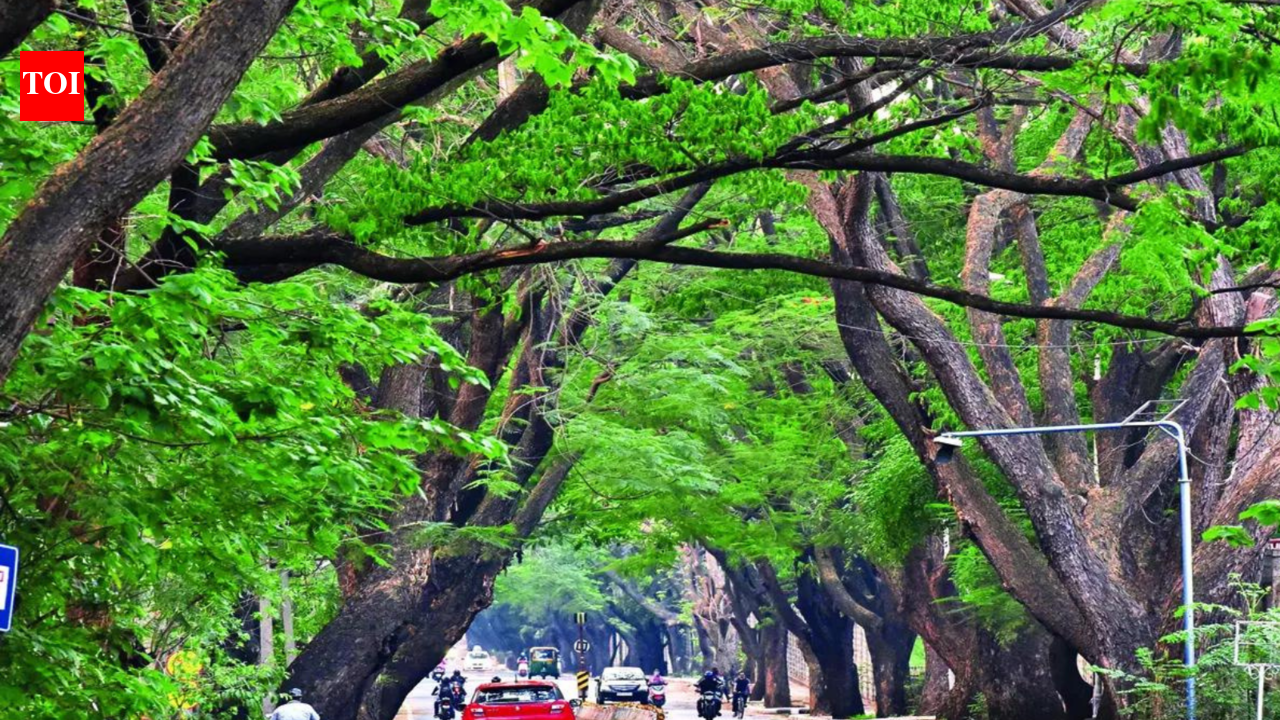 Researchers reveal why replanted tropical trees don't survive for long