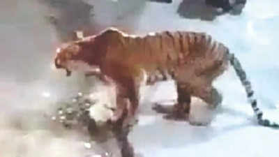 Corbett tigress strays, shot dead in Almora