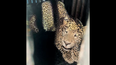Mumbai: Two leopards trapped in Aarey cages