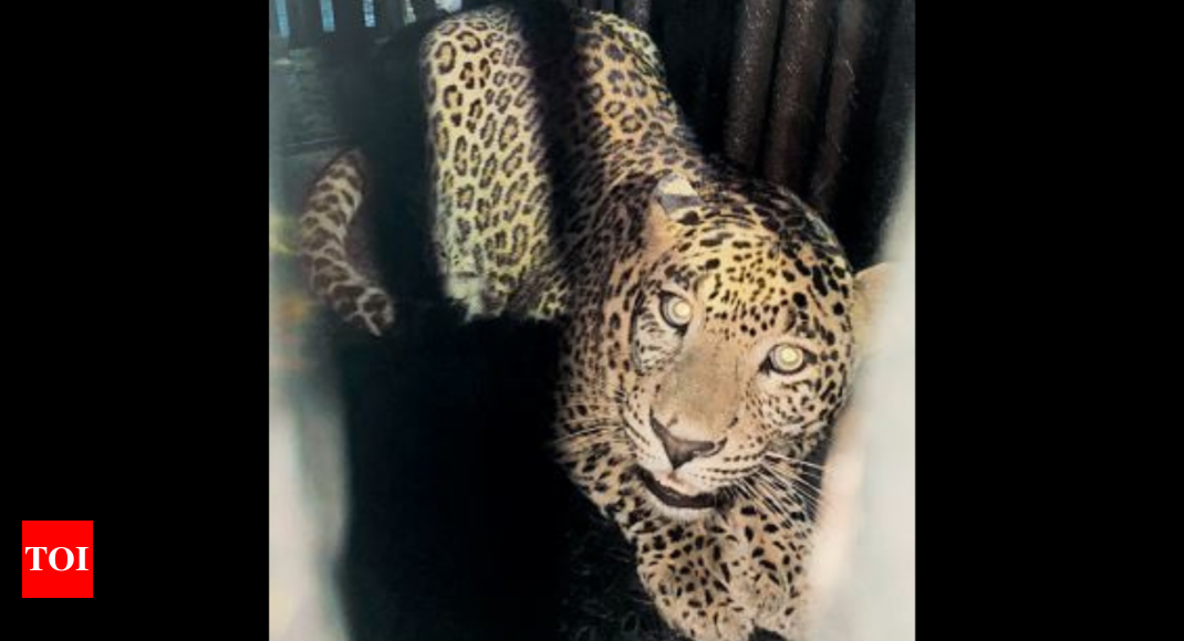 Mumbai: Two leopards trapped in Aarey cages | Mumbai News - Times of India