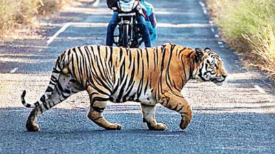 Tiger struts its stuff in the Tadoba Andhari Tiger Reserve, India | Daily  Mail Online