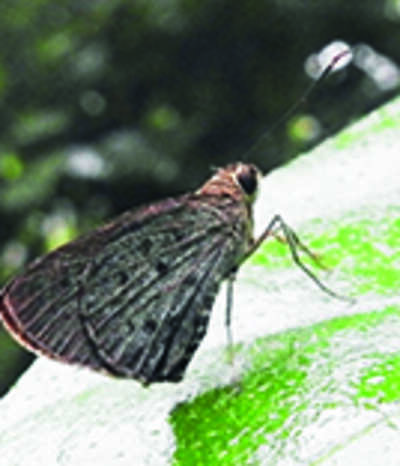 Maculate Lancer sighted for the first time in Kovai