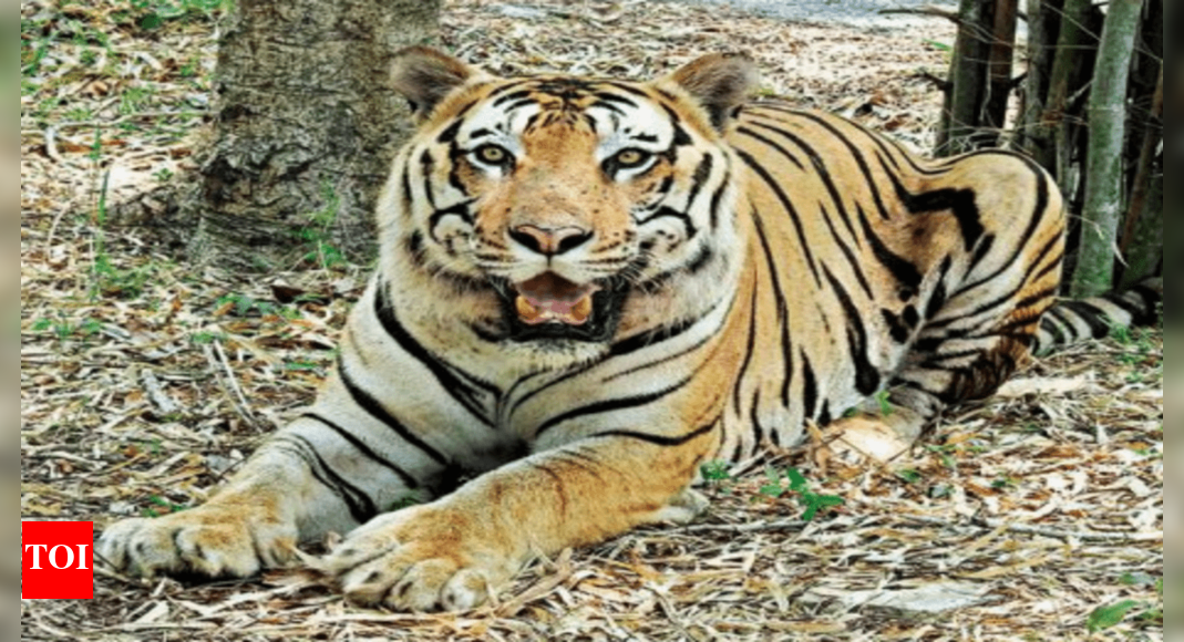 Antharasanthe Tiger 14th To Die In State This Year | Mysuru News - Times of India Antharasanthe Tiger 14th To Die In State This Year | Mysuru News - Times of India