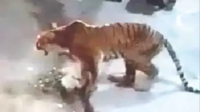 Bengal Tiger - video Dailymotion