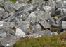 Spot the bird in 7 seconds!
