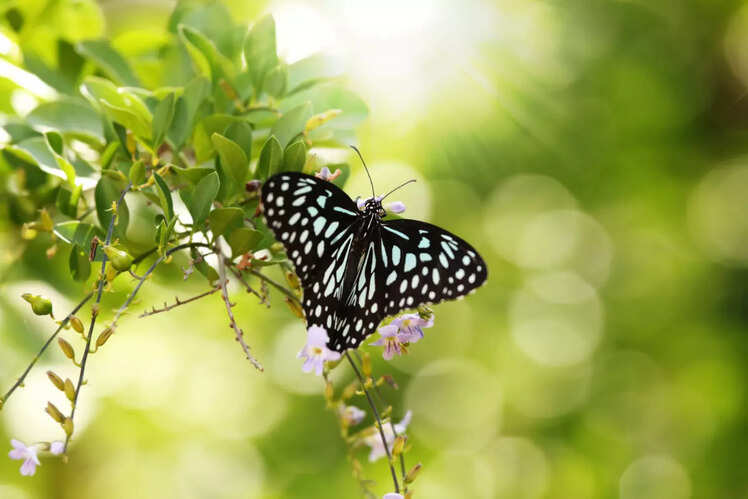 Bannerghatta Butterfly Park