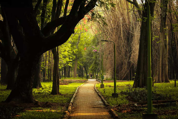 Tree-lined boulevards in Cubbon Park