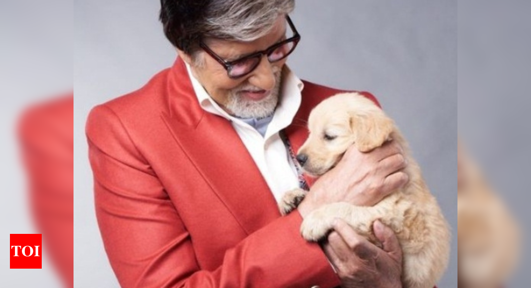 Kaun Banega Crorepati Host Amitabh Bachchan Mourns Passing Of Pet ...