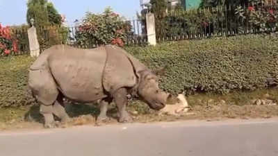 Watch: Woken up by Rhino, Dog's frightened reaction goes viral