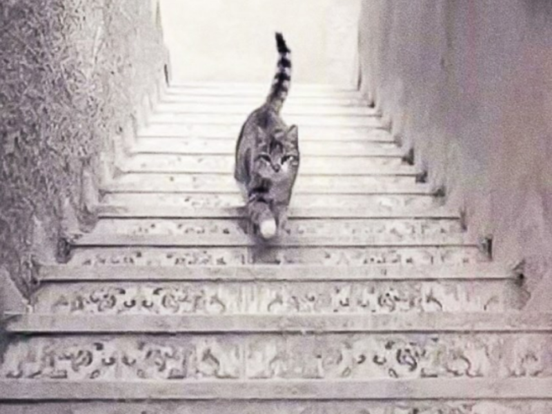 Viral optical illusion Is the cat going up or down the stairs? Times