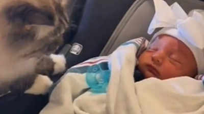 Watch: Cat throws up after smelling new born baby, netizens crack up