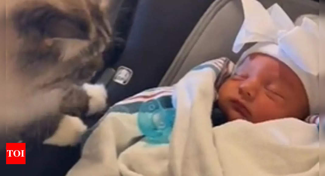 watch-cat-throws-up-after-smelling-new-born-baby-netizens-crack-up