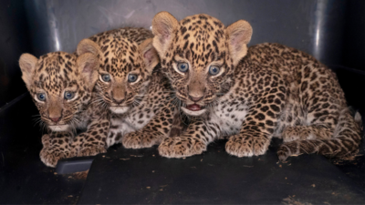 Three leopard cubs reunited with mother in Pune