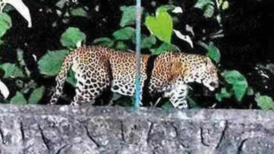 Pune: Leopard runs into Junnar home during family dinner