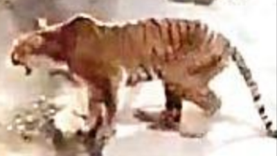 Uttarakhand: NTCA seeks report on tigress death, guard who fired shifted |  Dehradun News - Times of India