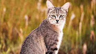 GTF launches small wild cats' conservation programme in India