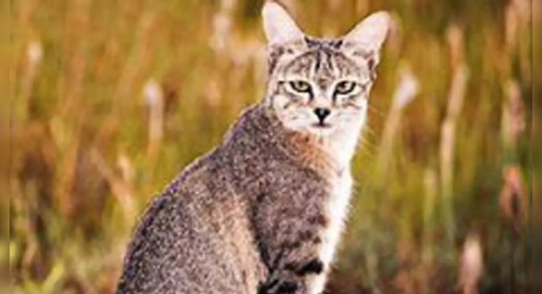 GTF Launches Small Wild Cats Conservation Programme In India