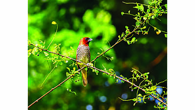 VMH to showcase its flora and fauna with photo exhibition, ties up with UK museum