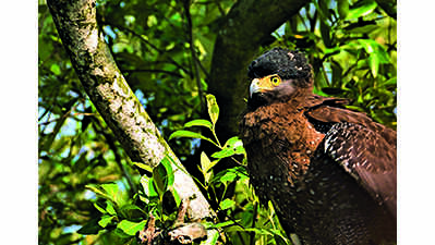 VMH to showcase its flora and fauna with photo exhibition, ties up with UK museum