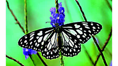 VMH to showcase its flora and fauna with photo exhibition, ties up with UK museum