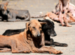 
Mysuru struggling to fend off dogs invading from nearby villages
