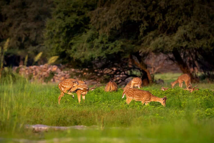 Panna National Park, Madhya Pradesh