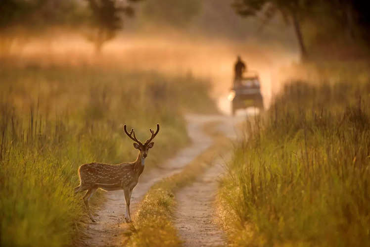 You Can’t Resist These Winter Wildlife Safaris In India | Times Of ...