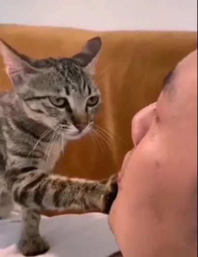 ‘We don’t deserve them’: Viral video shows cat consoling its crying owner, internet is in awe