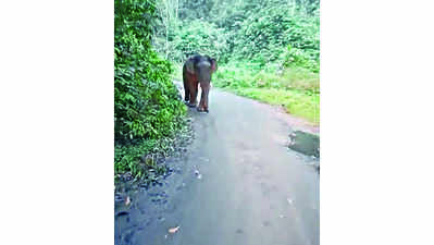 Scare as wild tusker Kabali targets vehicles