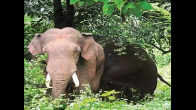 Wild Elephant Enters Crpf Campus, Attacks Woman | Coimbatore News - Times  of India