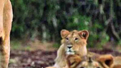 Gujarat: 4-year-old killed by lioness in Amreli