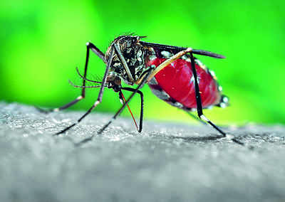 Bihar registers 107 new dengue cases