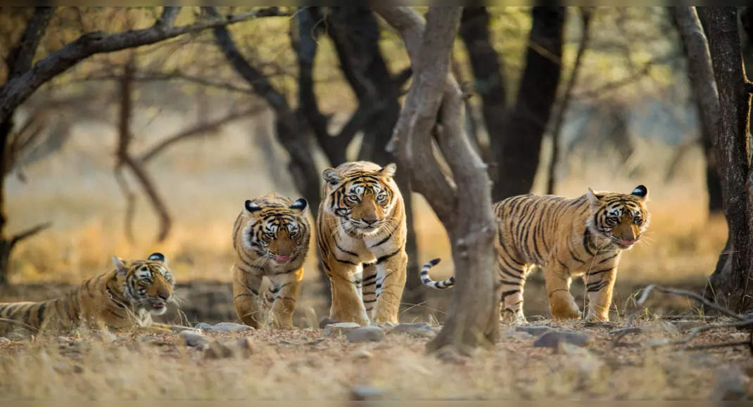 Best national parks in India for tiger sightings | Times of India Travel