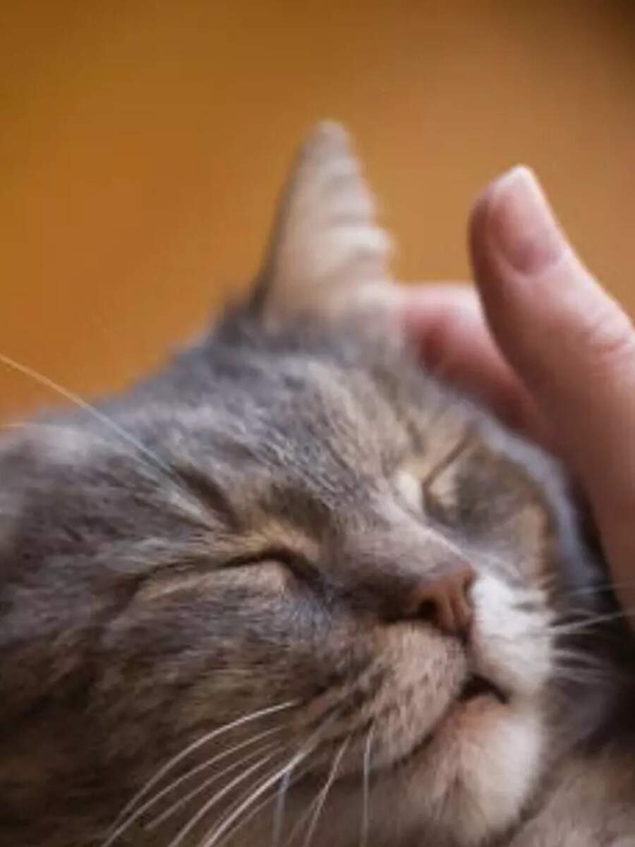 7 telltail signs a cat is happy around you Times Now