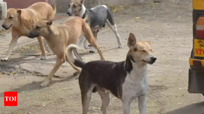 Kerala: Pack of stray dogs maul 4-year-old boy at Tanalur