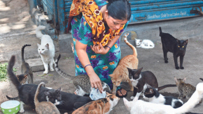 Pune: 200 cats in Shivaji Market to be sterilised under Project Mau | Pune  News - Times of India